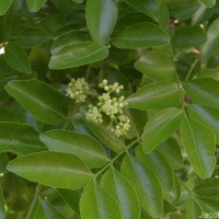 Clausena indica (Dalzell) Oliv.